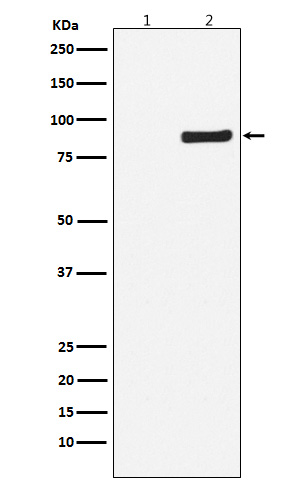 WB - Phospho-NAK/TBK1 (S172) Antibody AP92332